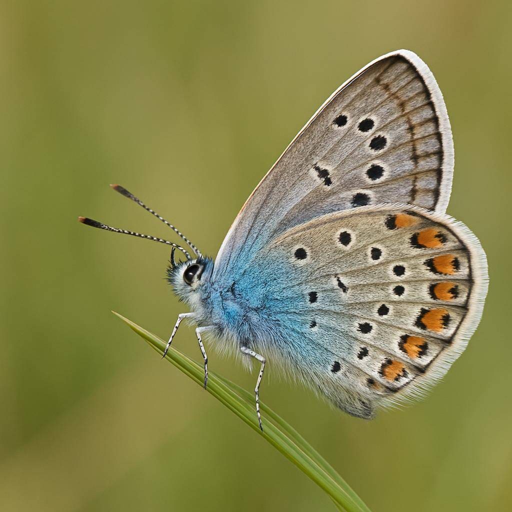 Modraszek telejus – Phengaris teleius
