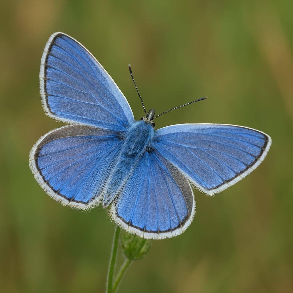 Modraszek ikar – Polyommatus icarus