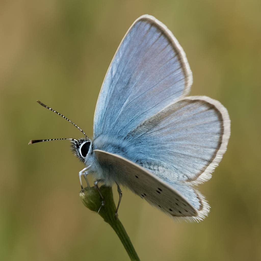 Modraszek argiades – Cupido argiades