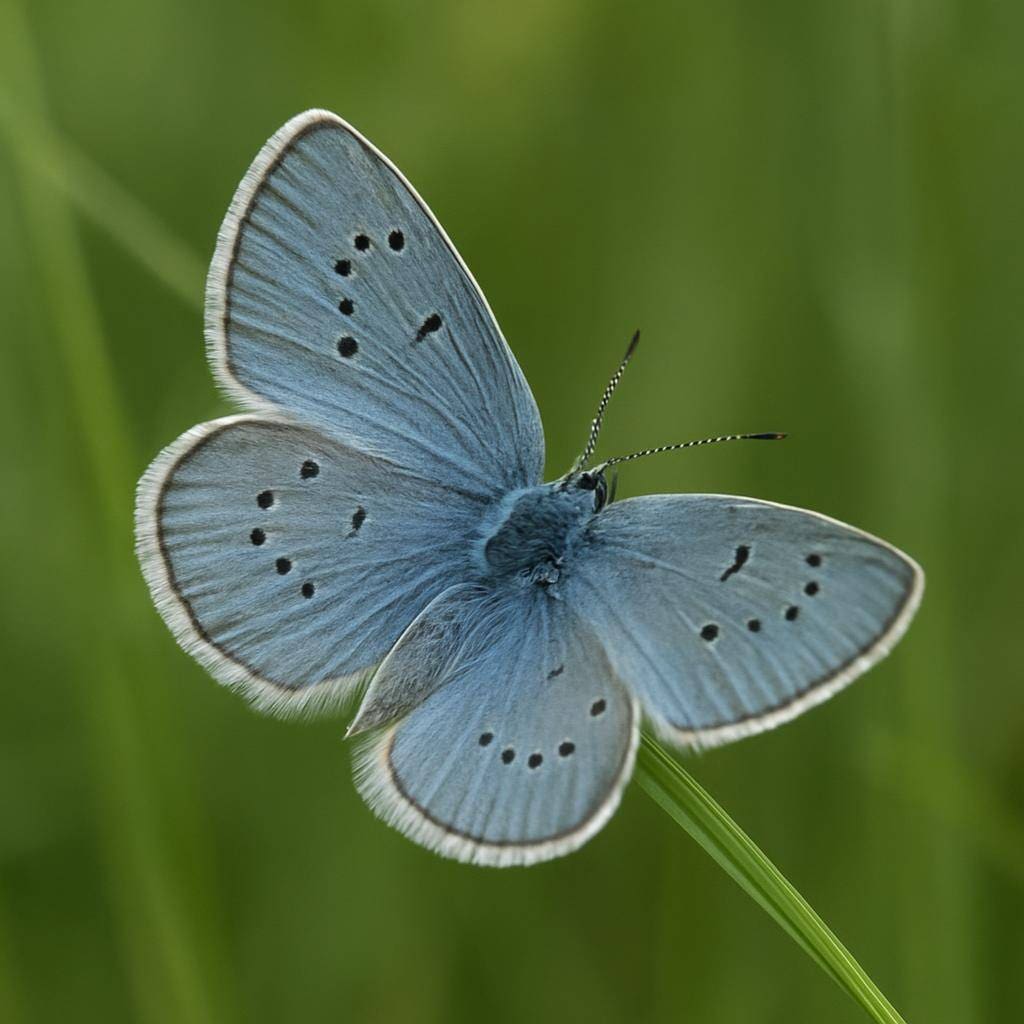 Modraszek alkon – Phengaris alcon