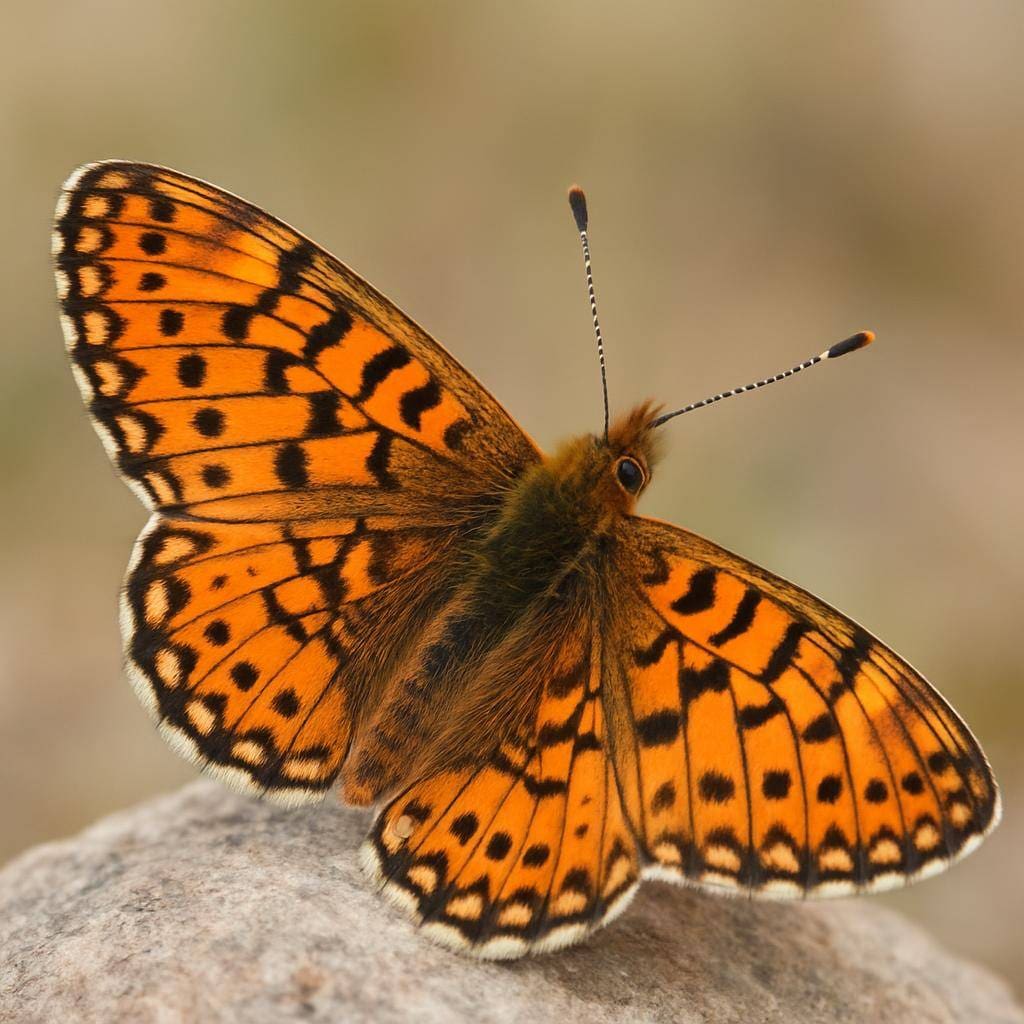 Dostojka arktyczna – Clossiana polaris