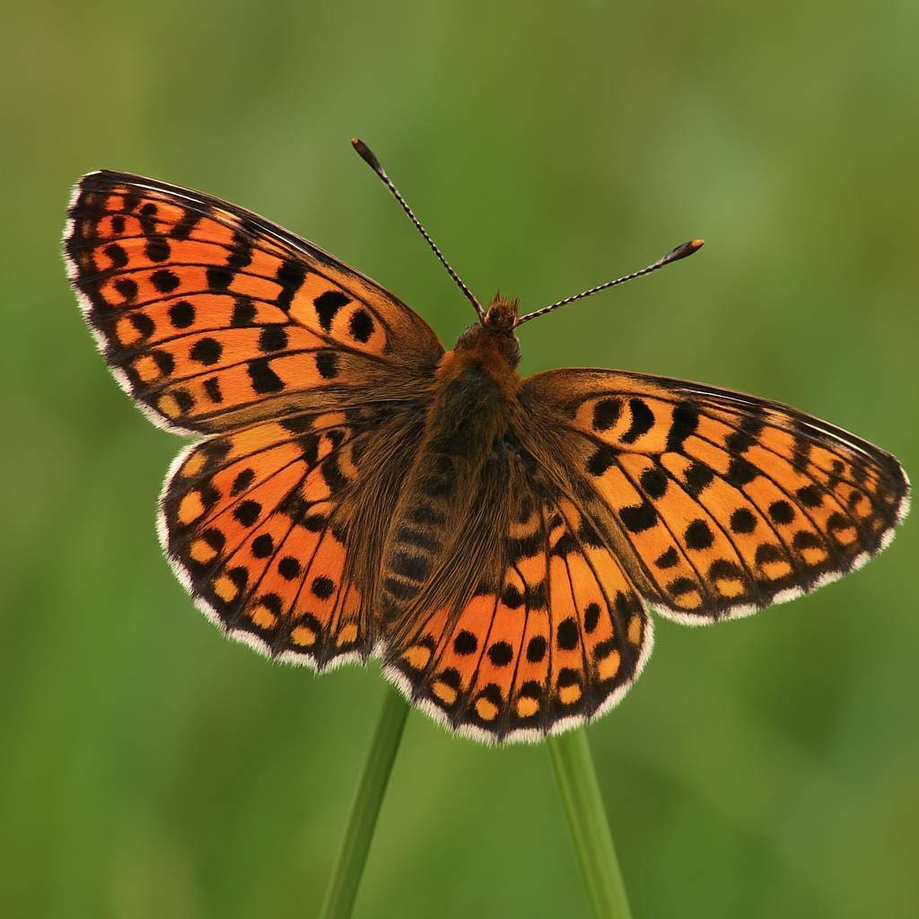 Dostojka selene – Boloria selene